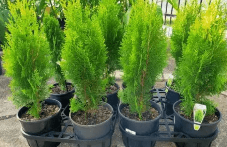 Top Reasons to Buy Arborvitae Directly from Nursery Growers
