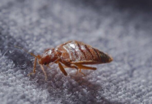 7 Bed Bug Myths That Could Cost You Thousands