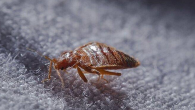 7 Bed Bug Myths That Could Cost You Thousands