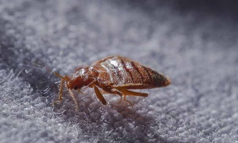 7 Bed Bug Myths That Could Cost You Thousands