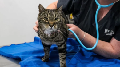 Holistic Care Approaches For Feline Health
