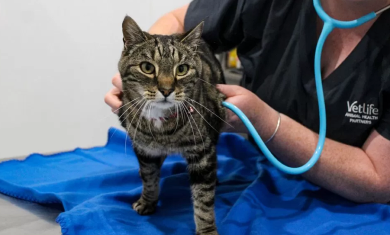 Holistic Care Approaches For Feline Health